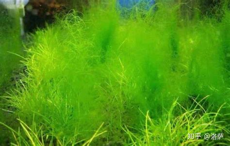 樹人 行事曆 魚缸藻類種類